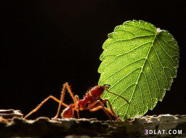 اسرار عالم النمل