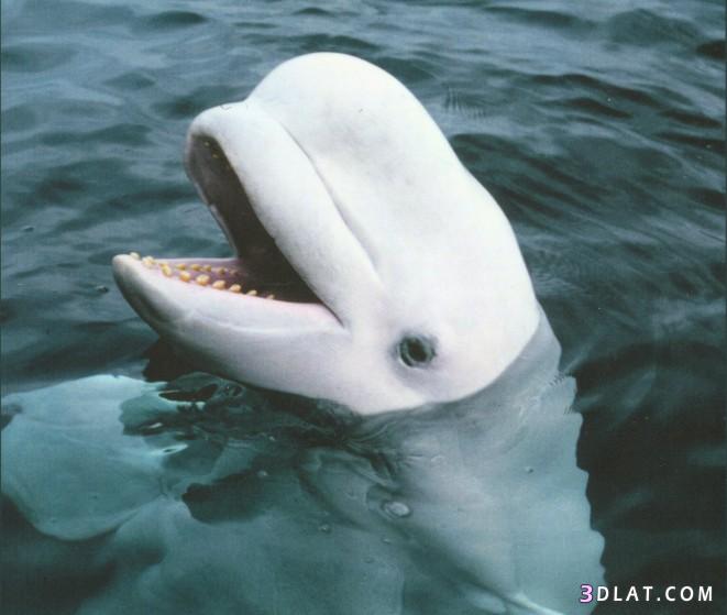 الدلفين الأبيض.أو Beluga White Whal