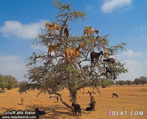 الماعز المتسلقة للأشجار.. ظاهرة مدهشة من المغرب
