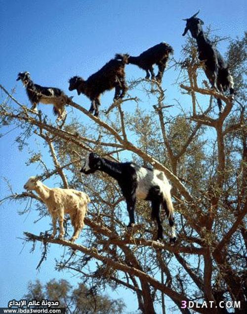 الماعز المتسلقة للأشجار.. ظاهرة مدهشة من المغرب