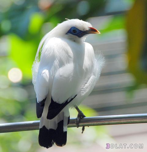 الزرزور الأبيض ... طائر جميل