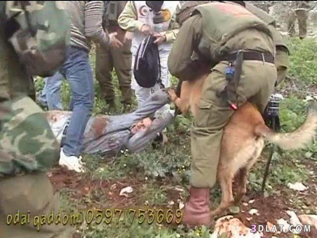 صورتظهرالاحتلال الصهيونى وهو يطلق كلابه وتمزق الفلسطينيون