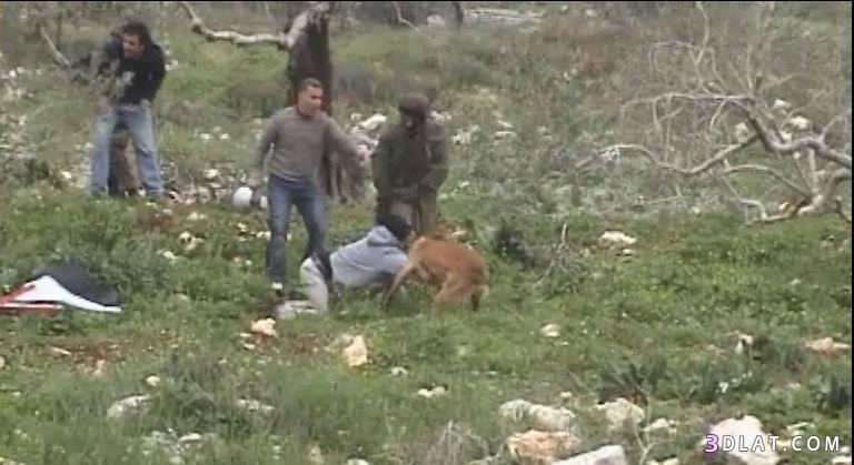 صورتظهرالاحتلال الصهيونى وهو يطلق كلابه وتمزق الفلسطينيون