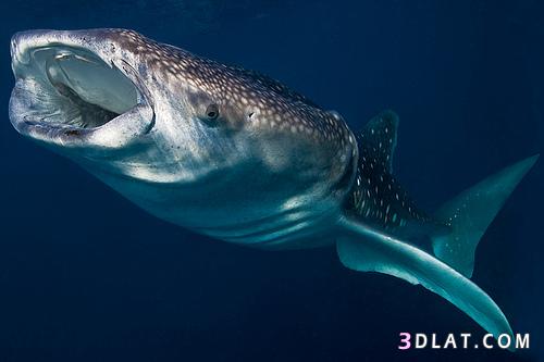 Walhai القرش الحوت