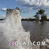شاهد بالصور غزو العناكب لإستراليا بعد الفيضانات