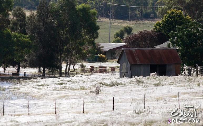 شاهد بالصور غزو العناكب لإستراليا بعد الفيضانات