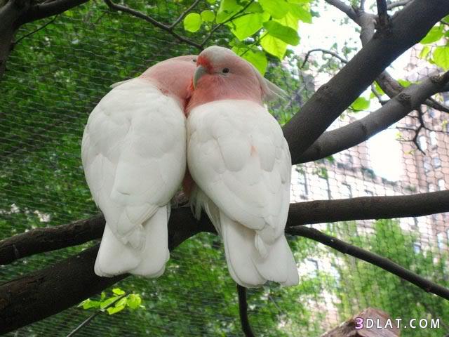 طائر الحب