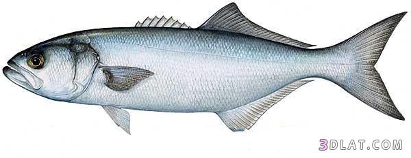 سمكة المياس  Bluefish