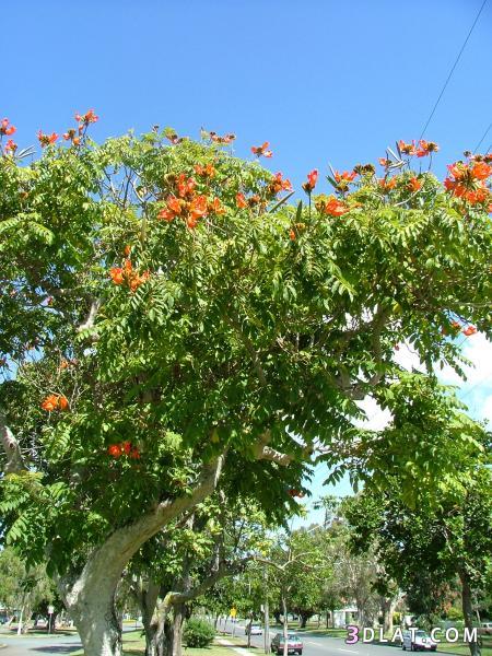 شجرة التيوليب