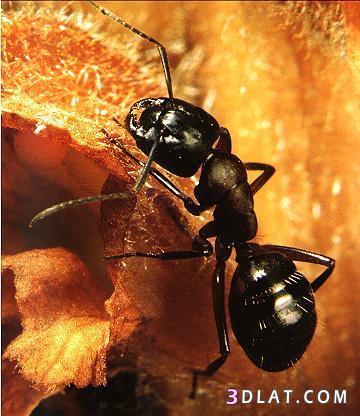 زواج المحارم عند النمل... ماذا كانت النتيجة؟
