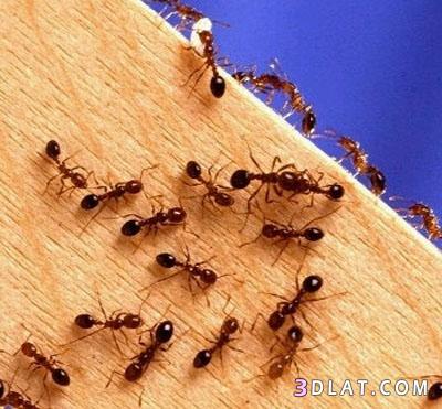 معلومات عن النمل