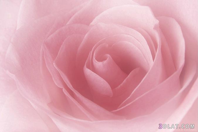 الصور الفائزه فى مسابقه أجمل وردة (2)