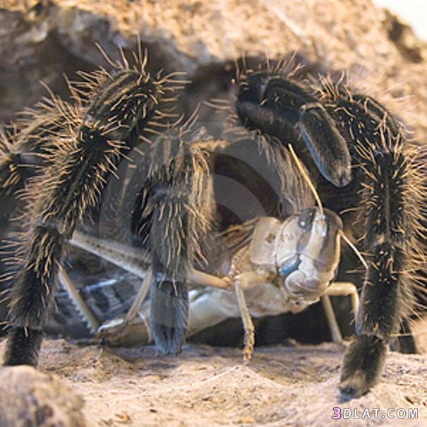 صور أكبر عنكبوت آكل الطيور, معلومات عن أكبر العناكب آكل الطيور
