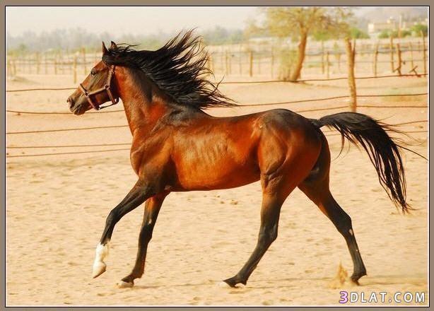 خيول عربيه