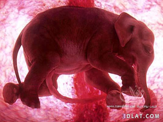 صور نمو الفيل وهو جنين فى بطن امة