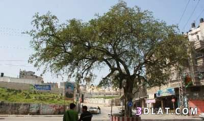 شجرة السدرة العجيبة...غزة