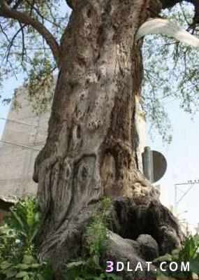 شجرة السدرة العجيبة...غزة