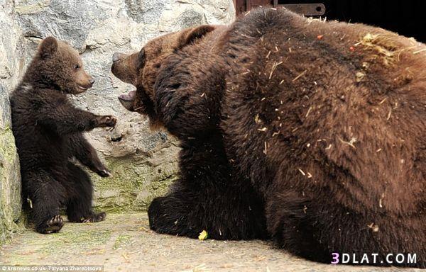 صور في غاية الروعة لأم الدب وهي تضرب إبنها لإسائته الأدب