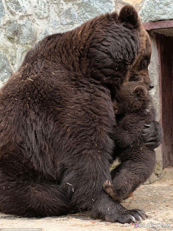 صور في غاية الروعة لأم الدب وهي تضرب إبنها لإسائته الأدب