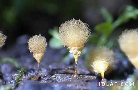 اصغر نباتات على سطح الارض
