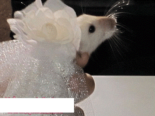 عرض أزياء للفئران, صور عرض أزياء للفئران في مدينة نيويورك