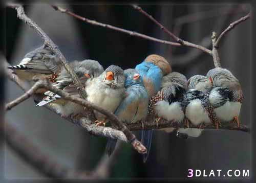 العلم يكشف عن أسباب تغريد الطيور عند الفجر