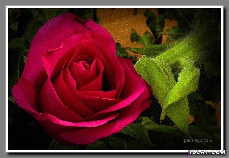 صور ورود وزهور عاليه الجوده