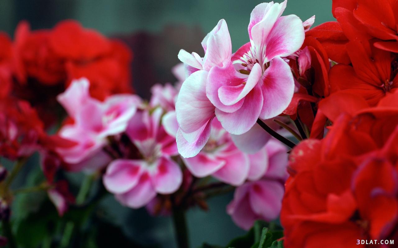 صور ورود وزهور عاليه الجوده