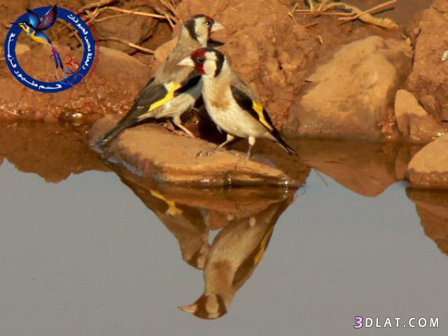 أجمل و أروع الصور لطائر الحسون في الطبيعة