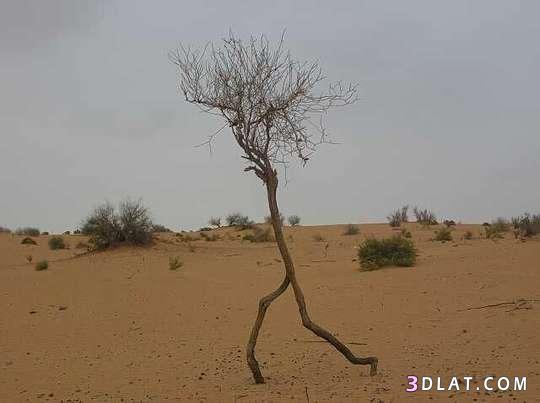 الشجرة دى رايحة على فين