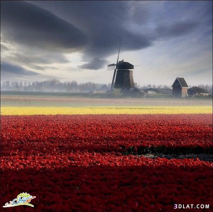 حصاد  هولندا  من اروع الصور