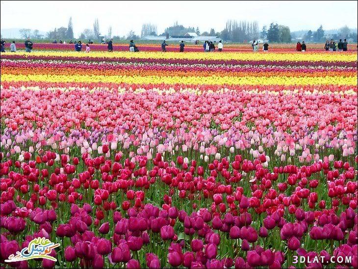 حصاد  هولندا  من اروع الصور