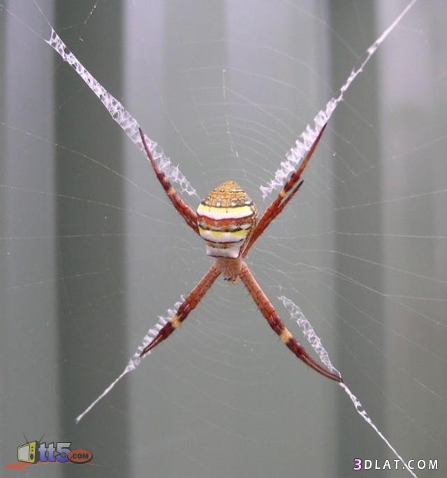 شبكات عنكبوت جميلة جداً