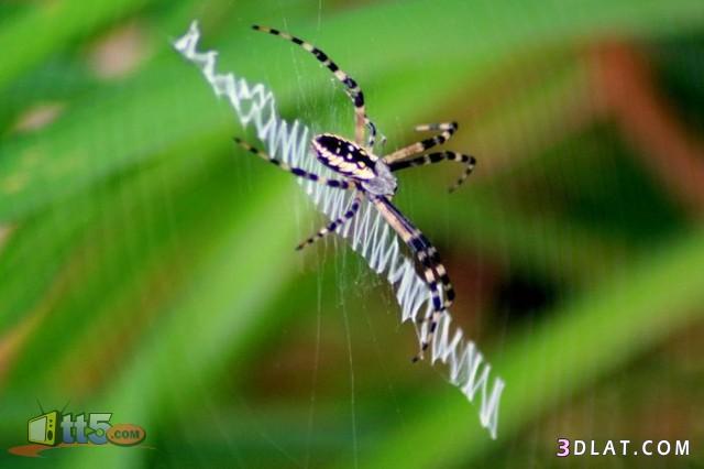 شبكات عنكبوت جميلة جداً