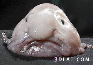 السمكة الفقاعة Blobfish