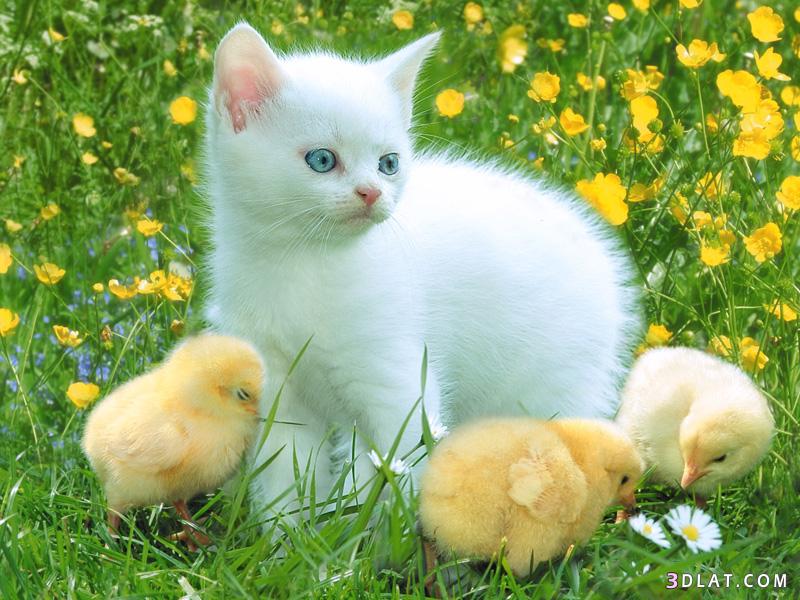 رد: لمحبي القطط♥♥♥ قطط بيضاء روعة