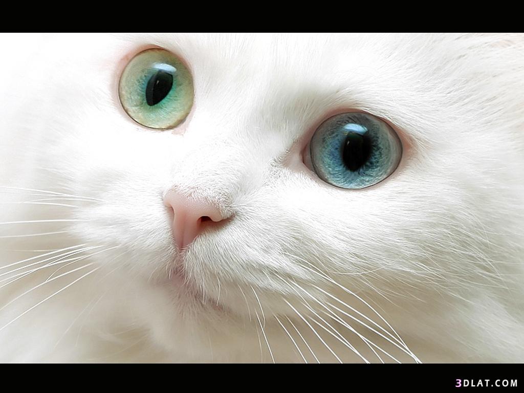 لمحبي القطط♥♥♥ قطط بيضاء روعة