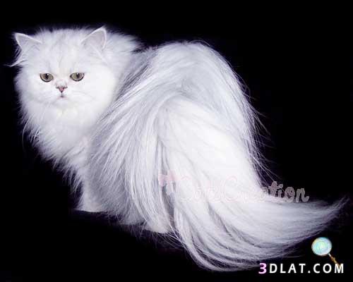 لمحبي القطط♥♥♥ قطط بيضاء روعة