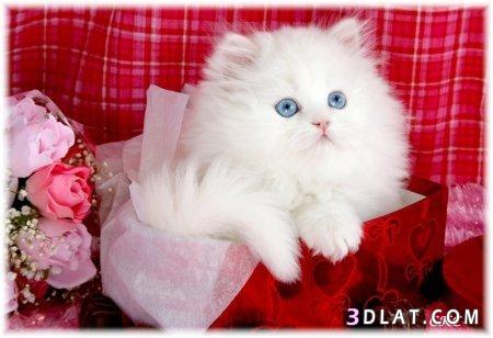 رد: لمحبي القطط♥♥♥ قطط بيضاء روعة