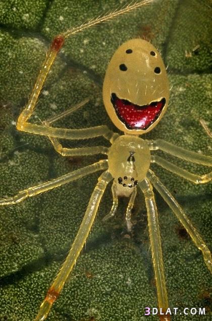 عنكبوت نادر مرسوم على بطنة وجة مبتسم