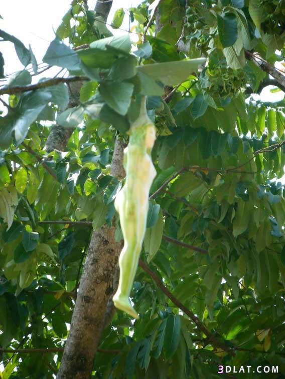 شجرة في تايلند تنتج ثمار على شكل فتاة