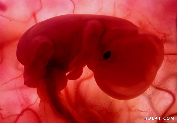 الأسباب التي تؤدي إلى موت الجنين داخل الرحم