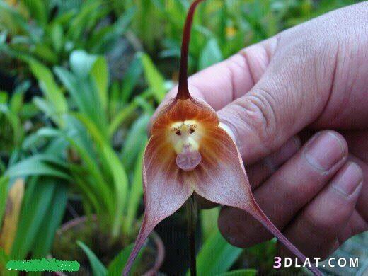 زهرة غريبة الشكل تشبه القرد 000