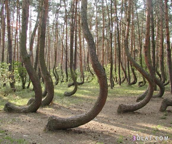 غابة الاشجار المعقوفة فى بولندا