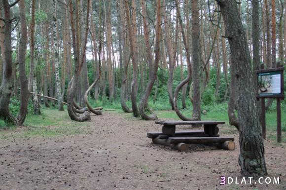 غابة الاشجار المعقوفة فى بولندا