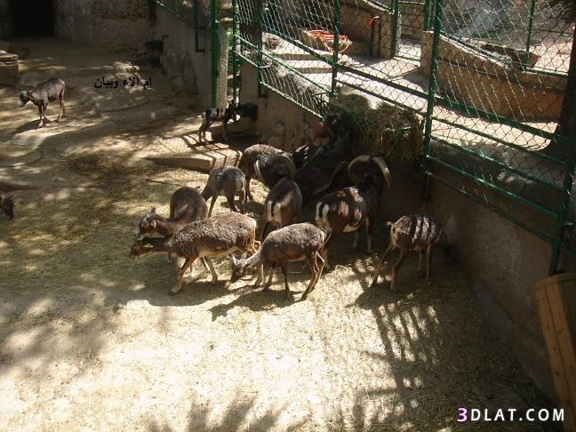 صور من حديقة الحيوان ببرشلونة,صور من تصويري