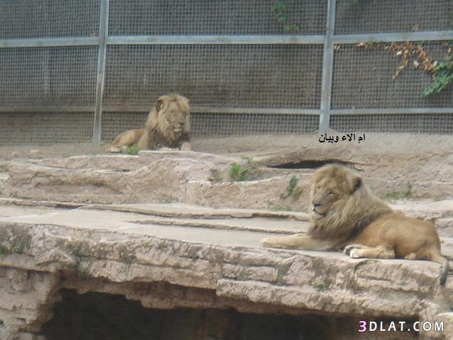 رد: صور من حديقة الحيوان ببرشلونة,صور من تصويري