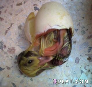 البطه و هي بتطلع من البيضه