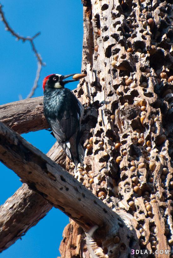 معلومات جديده عن نقار الخشب موضوع شامل عن حياته Acorn Woodpecker