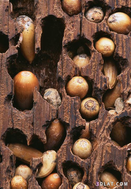 معلومات جديده عن نقار الخشب موضوع شامل عن حياته Acorn Woodpecker